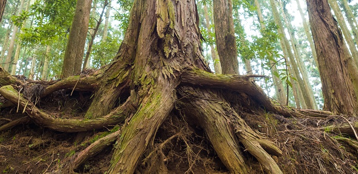 LandArt s svetovno udeležbo prihaja v Arboretum