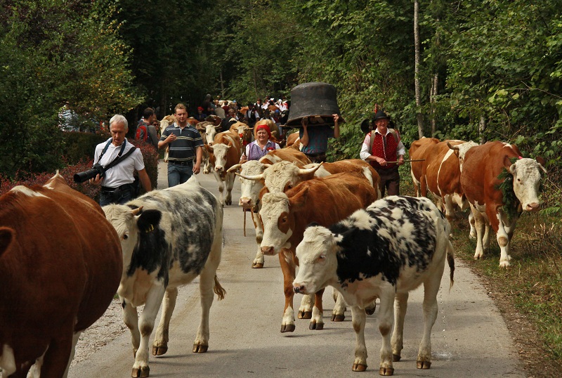 Kravji bal ter praznik sira in vina v Bohinju