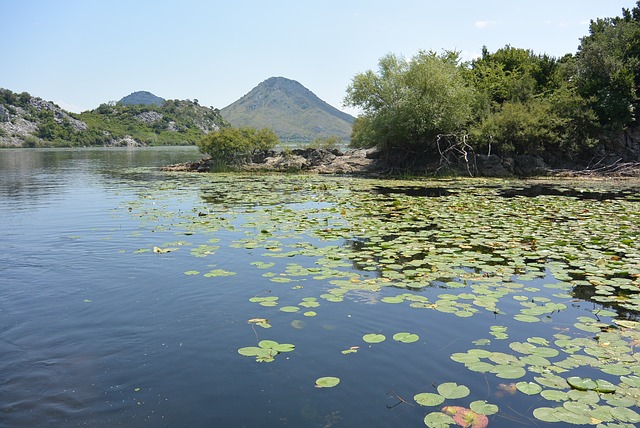 skadar-lake-469972_640