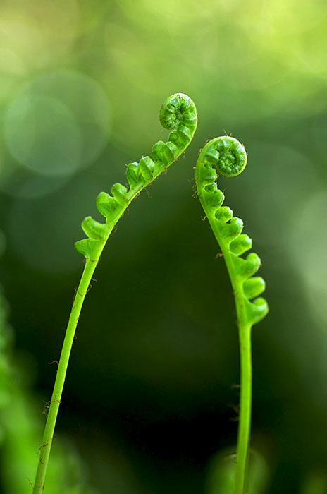 fern-437964_web