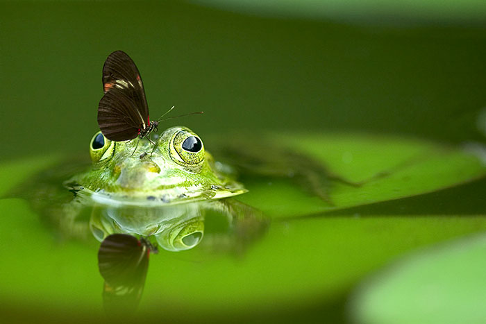 frog-540812_web