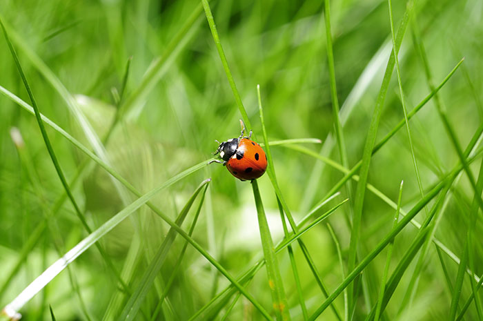 ladybug-796481_web