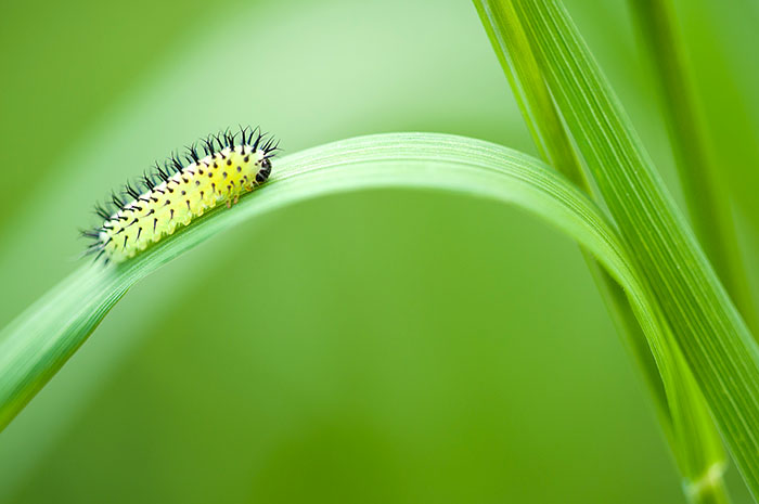 oak-sawfly-larva-252371_web