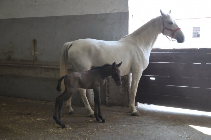 Prva letošnja žrebička v Lipici je rjavka Slava