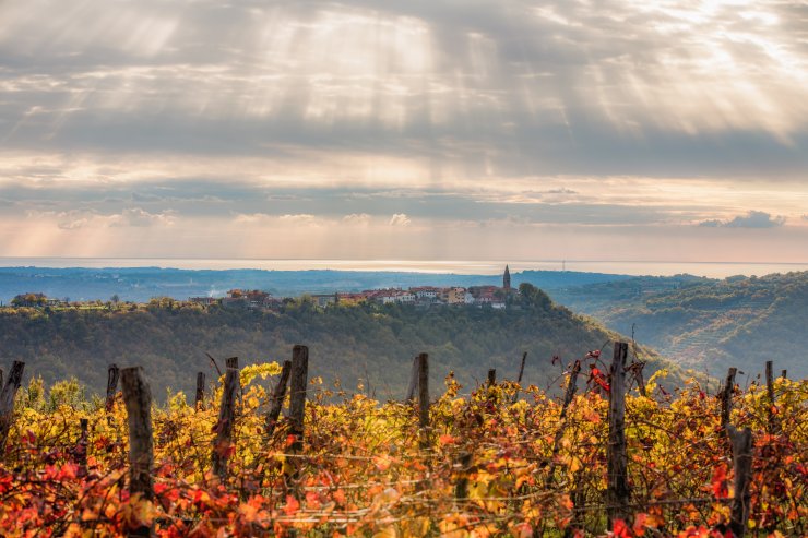 Praznik olja in blitve v Padni