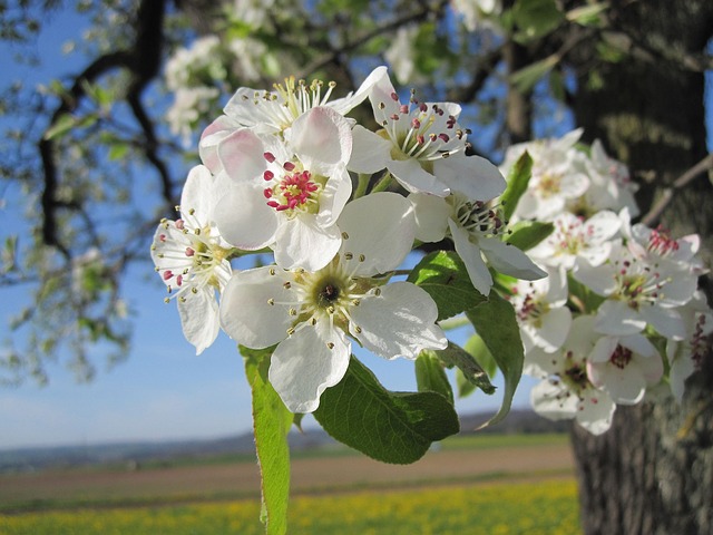 cvetoča jablana