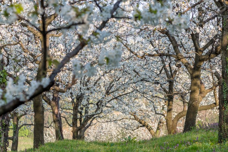 5 fotografij najlepših cvetočih sadnih dreves pri nas