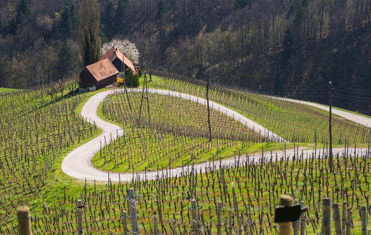 Pomladni Vinotour pohod - srce med vinogradi