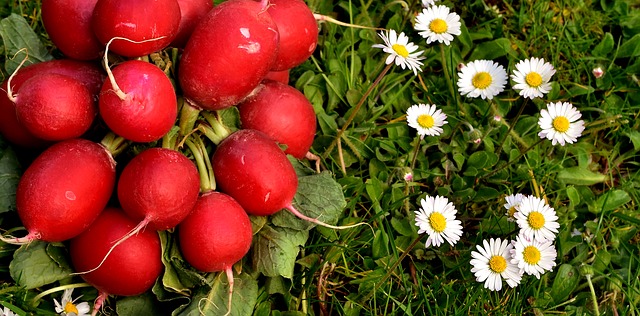 radishes-2290755_640