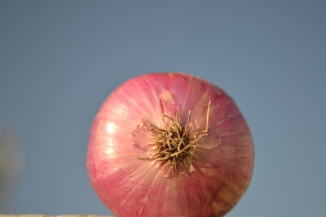 onion-1492763_640