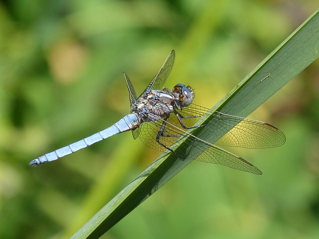 blue-dragonfly-1488507_640