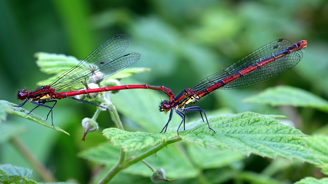 dragonflies-1431304_640