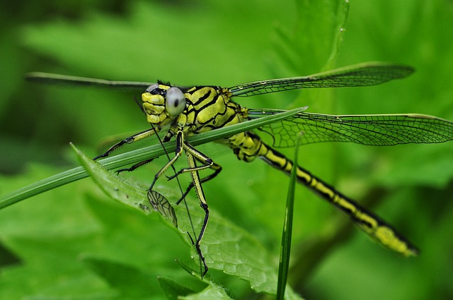 dragonfly-122787_640