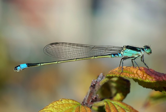 dragonfly-62963_640