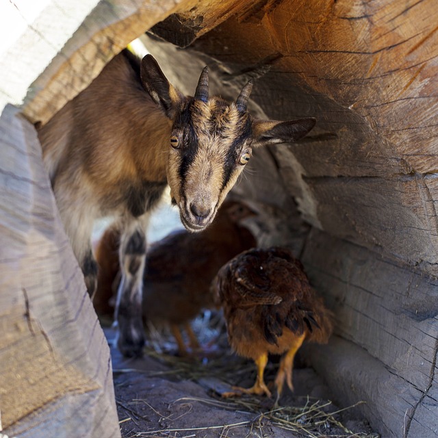 goat-1677935_640