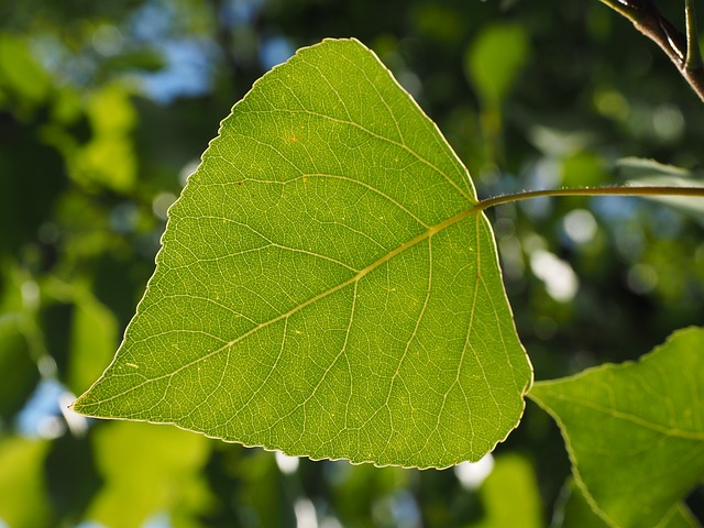 leaf-671666_640