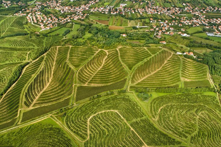 Potep po vinorodnih gričih Vipavske doline