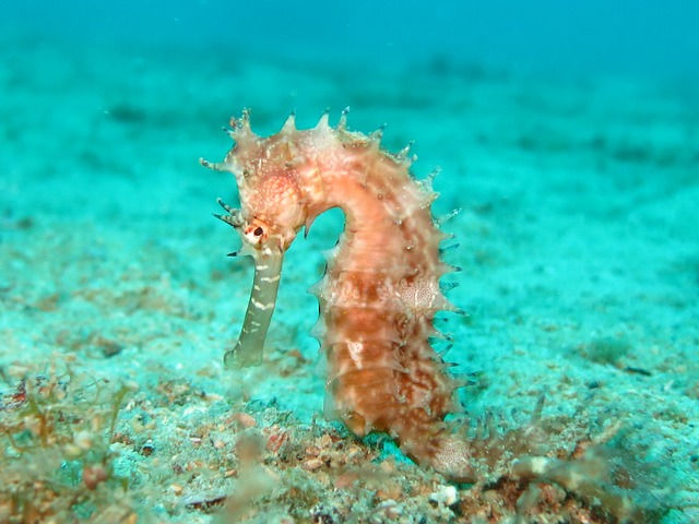 seahorse-1538013_640