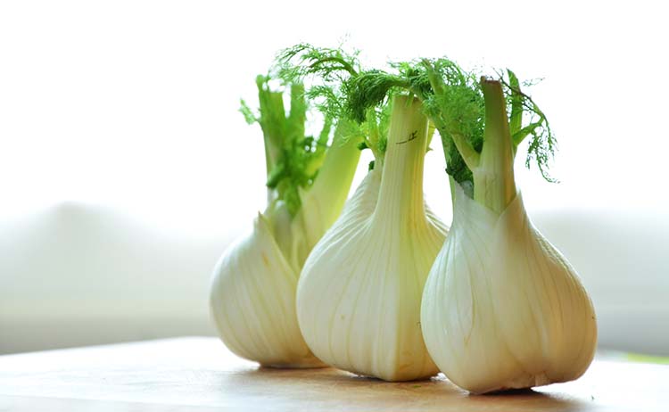 fennel-1311691_web