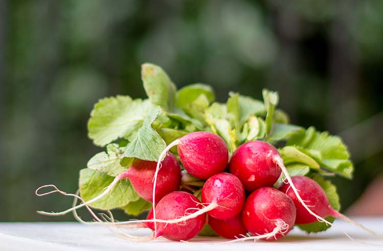 radish-2069606_web