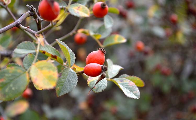 rosehip-2732918_web