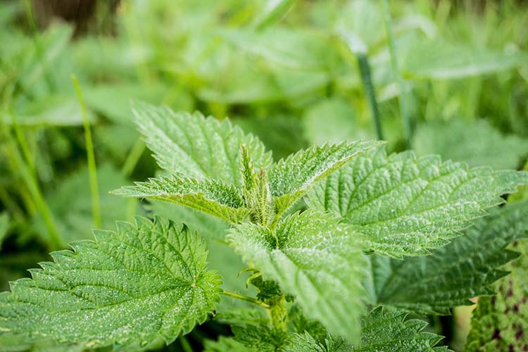 stinging-nettle-503939_web