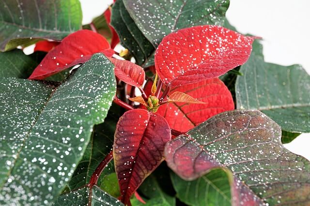 poinsettia-2978921_640