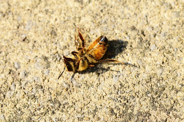 Svetovni dan čebel potrjen, kaj pa zaščita čebel pred pesticidi?