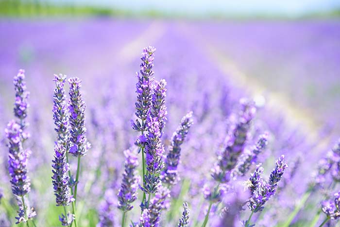 lavender-blossom-1595581_web2