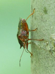 red-legged-tree-bug-177324_960_720