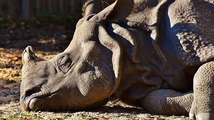 Kaziranga – narodni park, kjer streljajo na lovce in ščitijo nosoroge