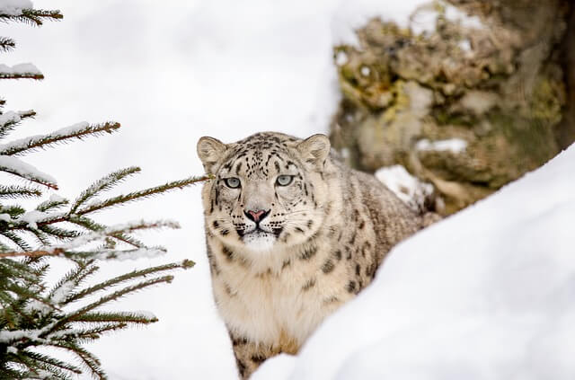 snow-leopard-1985510_640