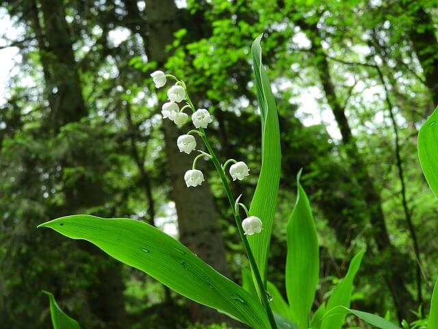 lily-of-the-valley-2327352_640