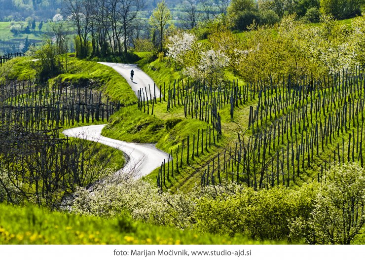 Vinogradi Planina kolesar -209477