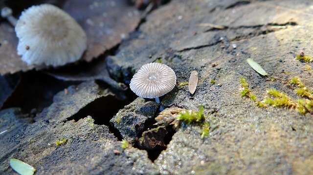 mushroom-2061722_640