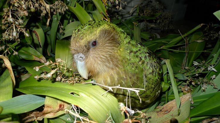 Kakapo (foto: Department of Conservation, Wikipedia)