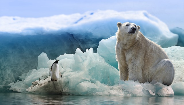 polar-bear-3277930_640