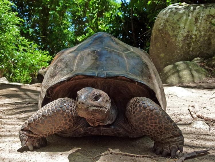 Želva vrste Aldabra giant tortoise (foto: Xjschx, Wikipedia)