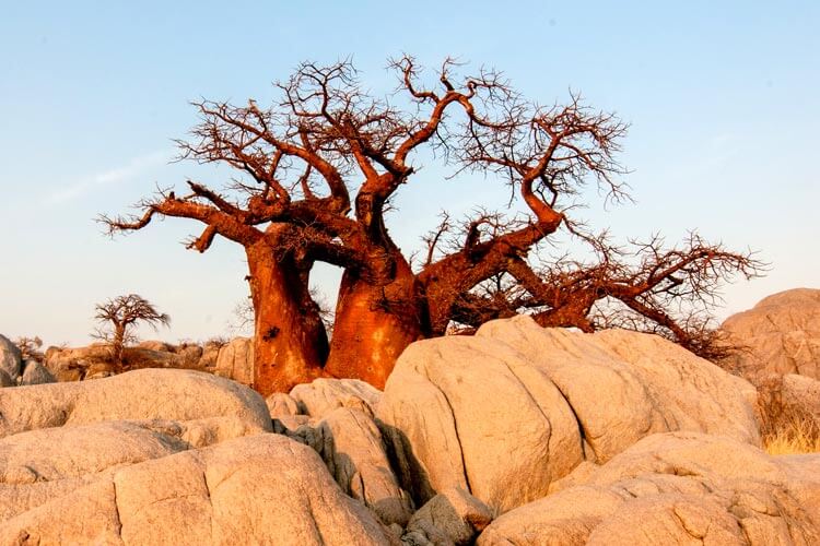 baobab-5