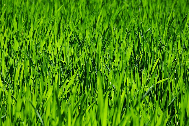 grass-3336700_640