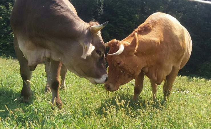 Zgodba o Mišku in Miki ali ko spregovori ljubezen