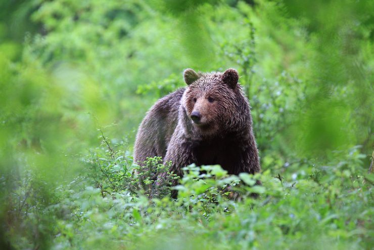 Polfinalisti Sejalec 2018: SloveniaBears