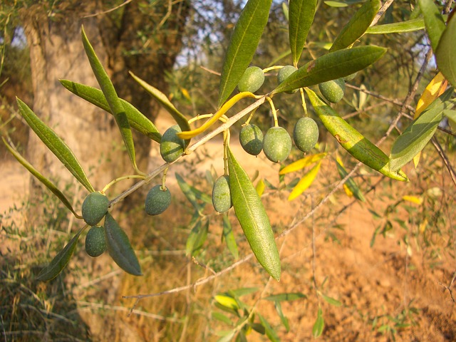 olive-2251643_640