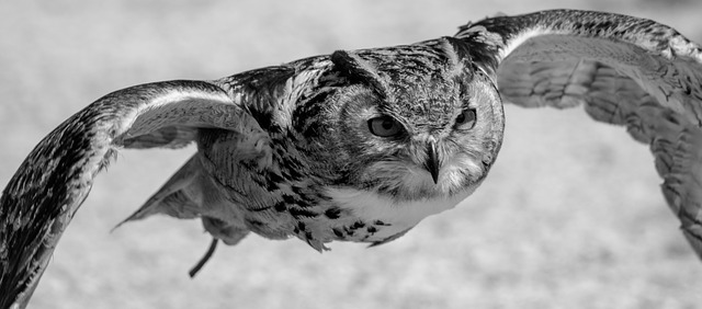 eurasian-eagle-owl-1574166_640