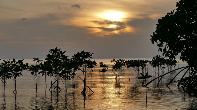 mangroves-2371062_640