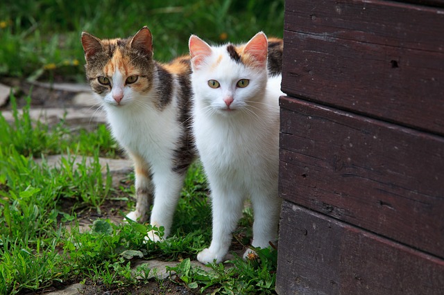 Daj tačko! Steriliziraj svojo mačko - Nižje cene kastracij in sterilizacij po slovenskih občinah