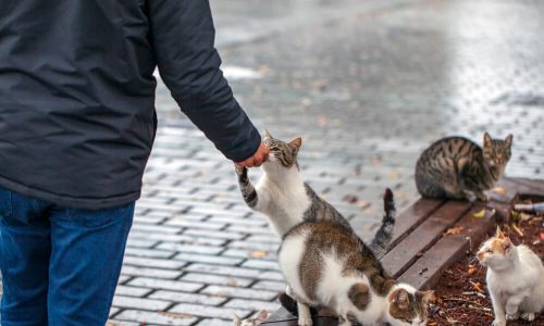 Vsak dan zbira odpadne kovine, da nahrani potepuške mačke