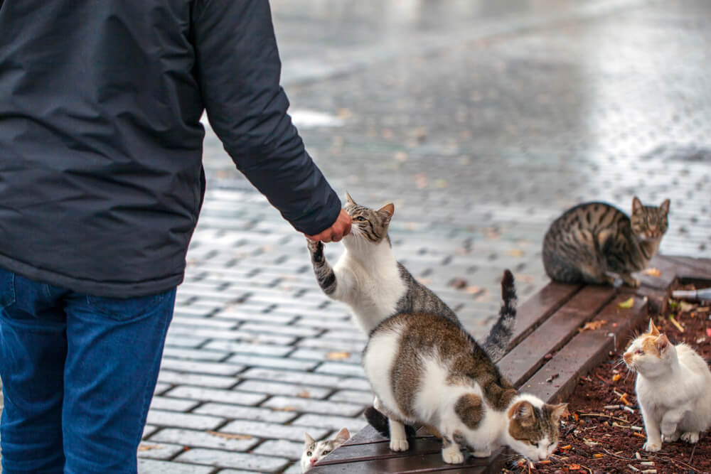 Vsak dan zbira odpadne kovine, da nahrani potepuške mačke