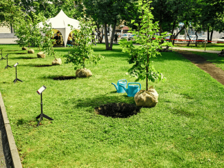 V mestne parke sadijo sadna drevesa in zelišča