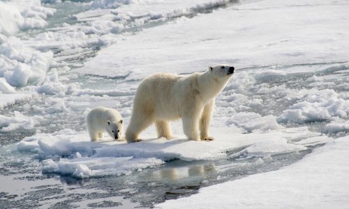 Zaradi podnebnih sprememb polarni medvedi prisiljeni v kanibalizem?